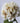 Hydrangea Stem Cream