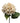 Hydrangea Stem Cream