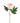 Peony Stem Pink