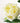 Peony Cluster Yellow White