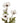 Anemone Stem White