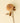 Pompon Dahlia Stem, Cream